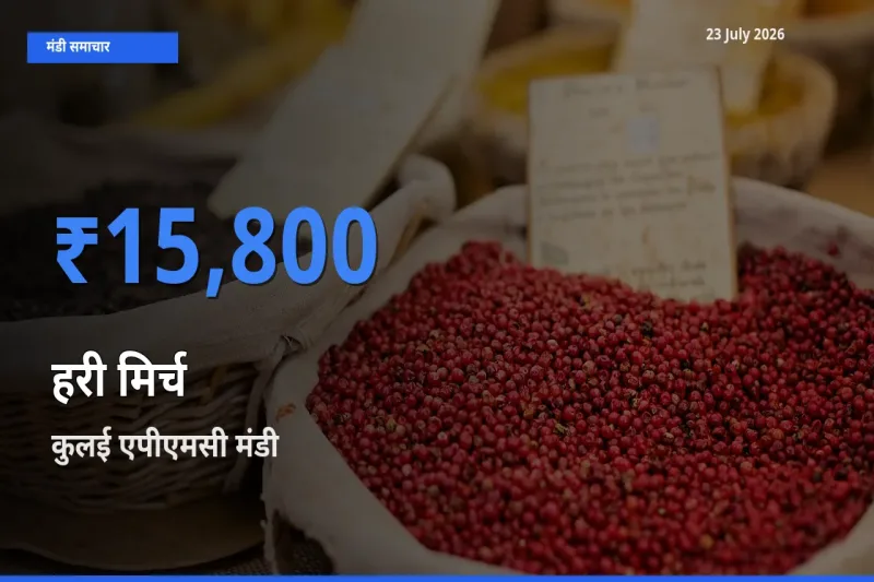 आज हरी मिर्च के सबसे ऊँचे दाम ₹15,800 कुलई एपीएमसी मंडी में