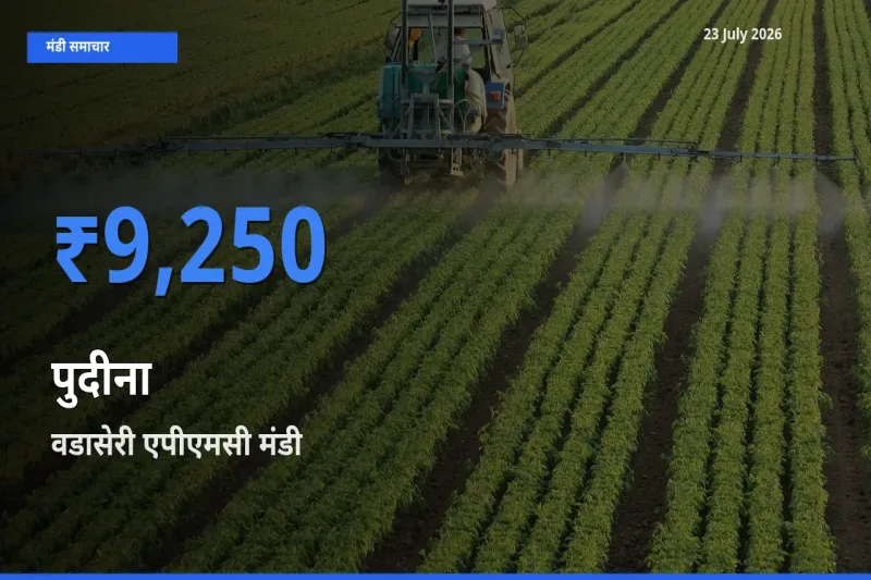 टॉप मंडी बना वडासेरी एपीएमसी! पुदीना के सबसे ऊँचे दाम यहीं दर्ज