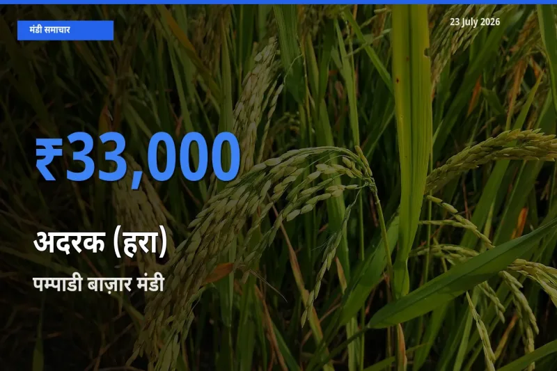 पम्पाडी बाज़ार मंडी में अदरक (हरा) ₹33,000 पर पहुँचा – आज का सर्वोच्च भाव