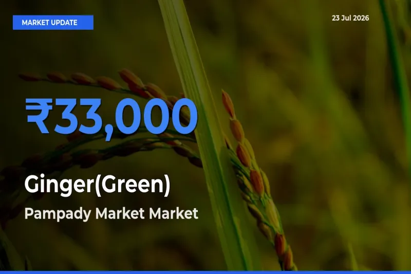 Pampady Market Tops Ginger(Green) Mandi Rates Today