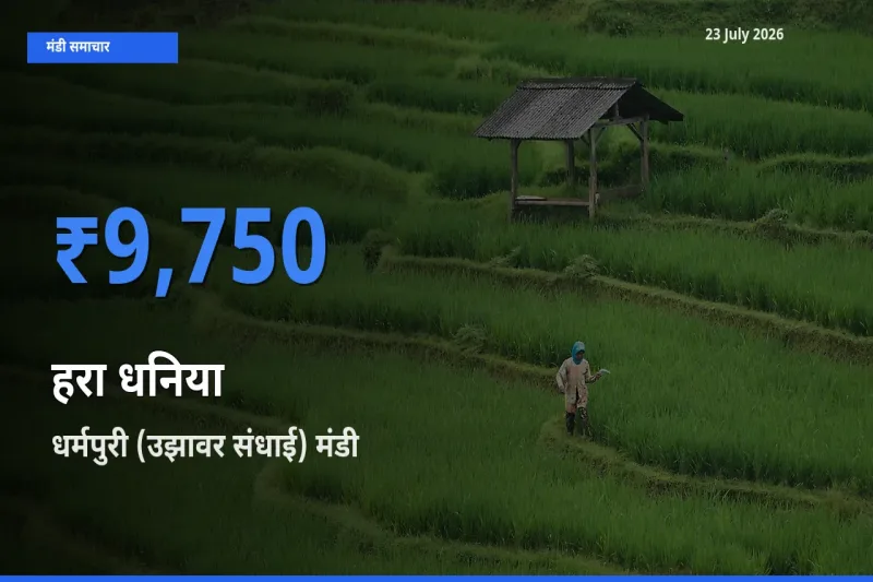 टॉप मंडी बना धर्मपुरी (उझावर संधाई)! हरा धनिया के सबसे ऊँचे दाम यहीं दर्ज