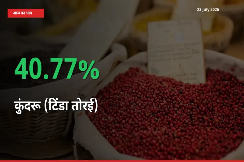 कुंदरू (टिंडा तोरई) 40.77% उछला, मंडी