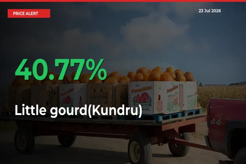 Sudden 40.77% Rally in Little gourd(Kundru) Prices Across Mandis