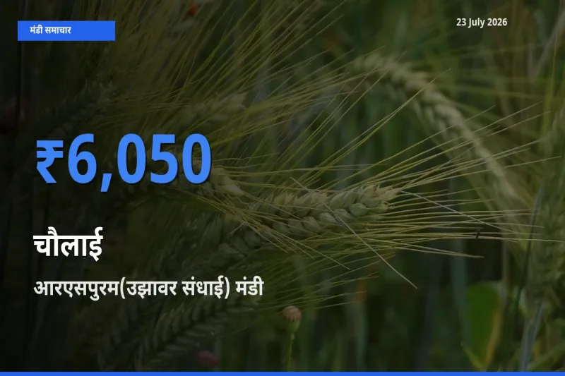 आज चौलाई के सबसे ज़्यादा दाम आरएसपुरम(उझावर संधाई) मंडी में दर्ज