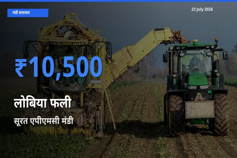 सूरत एपीएमसी में लोबिया फली का आज सबसे ऊँचा भाव