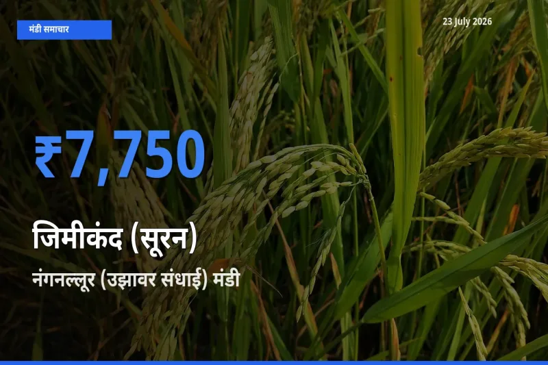 आज जिमीकंद (सूरन) के सबसे ऊँचे दाम ₹7,750 नंगनल्लूर (उझावर संधाई) मंडी में