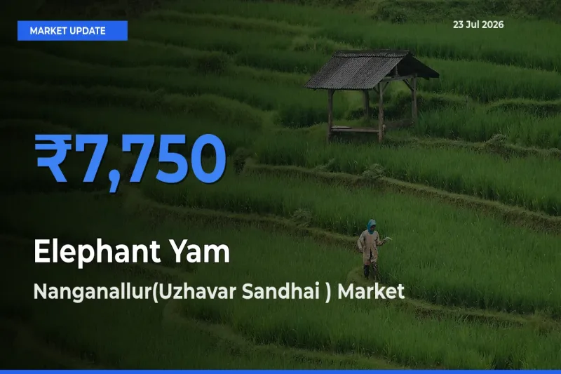Nanganallur(Uzhavar Sandhai ) Leads as Top Mandi for Elephant Yam Prices
