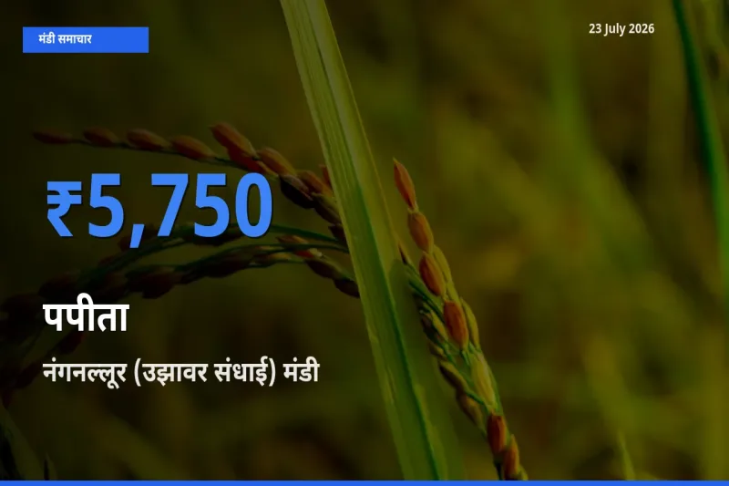 टॉप मंडी बना नंगनल्लूर (उझावर संधाई)! पपीता के सबसे ऊँचे दाम यहीं दर्ज