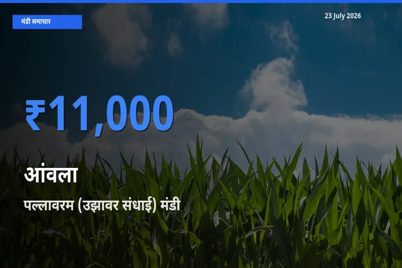 आज आंवला के सबसे ऊँचे दाम ₹11,000 पल्लावरम (उझावर संधाई) मंडी में