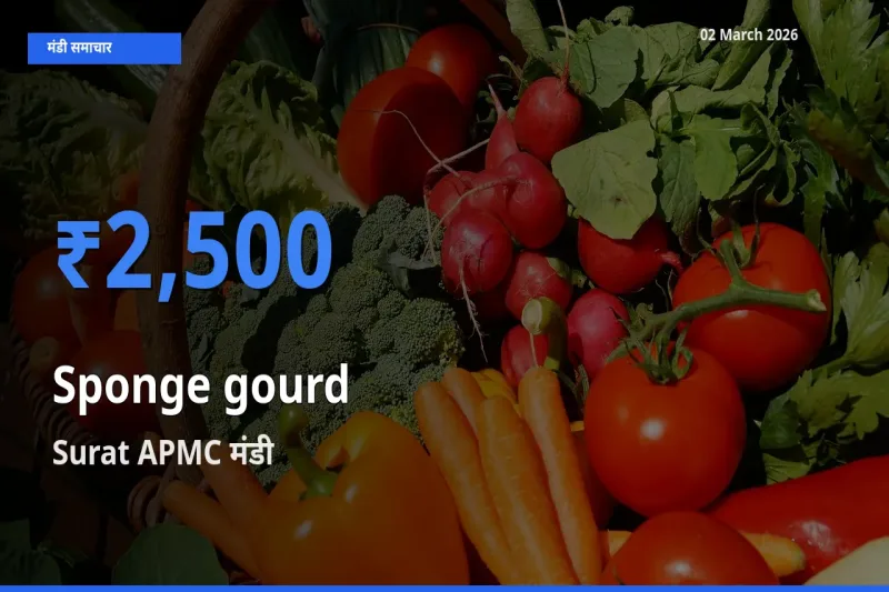 आज तोरई (नेनुआ) के सबसे ऊँचे दाम ₹2,500 Surat APMC मंडी में