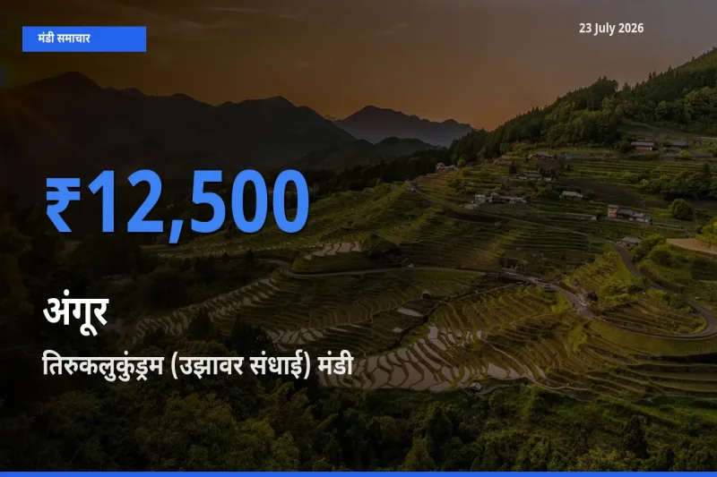 तिरुकलुकुंड्रम (उझावर संधाई) मंडी में आज अंगूर के सबसे ऊँचे दाम दर्ज