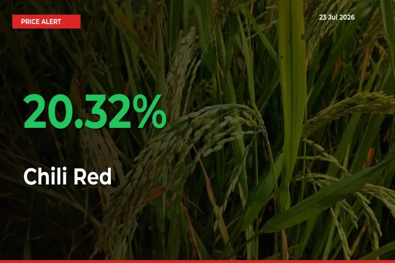 Big Rally! Chili Red Climbs 20.32% in 24 Hours at Top Mandis