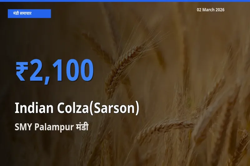 आज का मंडी भाव: सरसों के सबसे ज़्यादा दाम SMY Palampur में