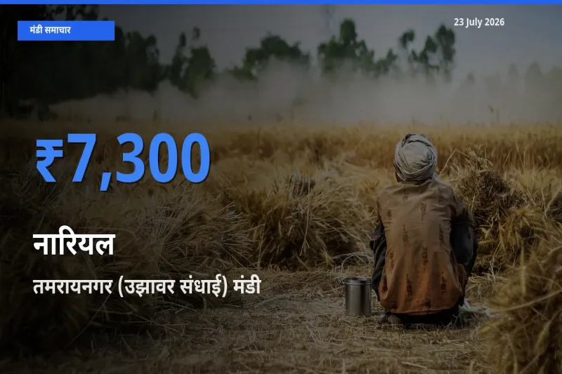 तमरायनगर (उझावर संधाई) में नारियल का आज सबसे ऊँचा भाव