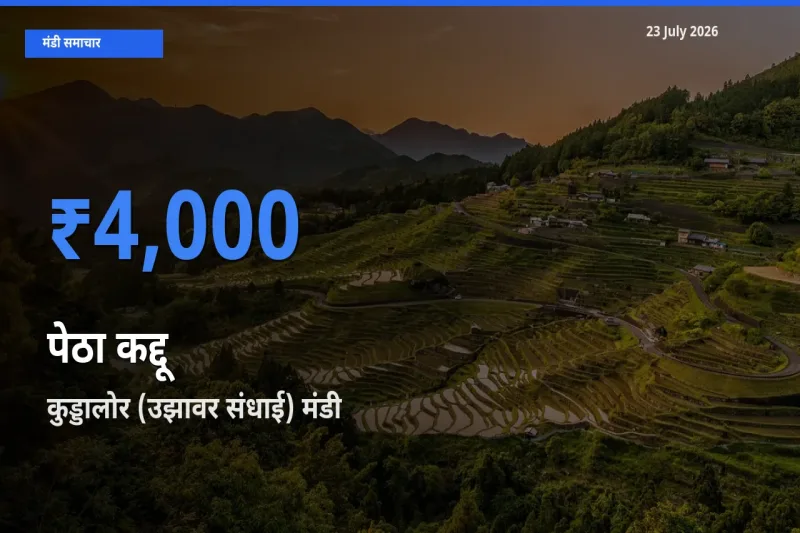 टॉप मंडी बना कुड्डालोर (उझावर संधाई)! पेठा कद्दू के सबसे ऊँचे दाम यहीं दर्ज