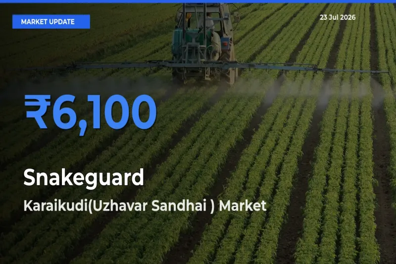 Karaikudi(Uzhavar Sandhai ) Offers ₹6,100 – Highest Snakeguard Rate Today