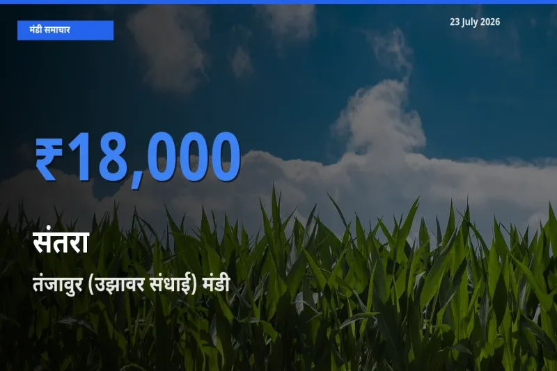 आज संतरा के सबसे ज़्यादा दाम तंजावुर (उझावर संधाई) मंडी में दर्ज