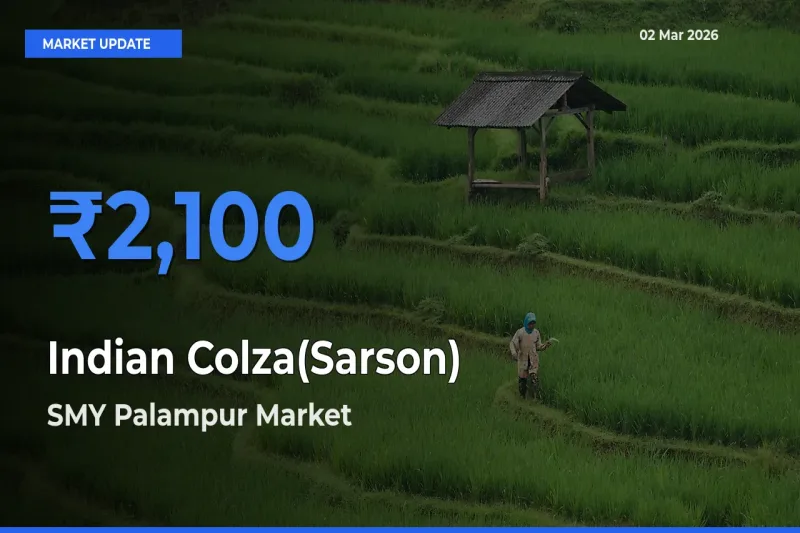 SMY Palampur Leads as Top Mandi for Indian Colza(Sarson) Prices