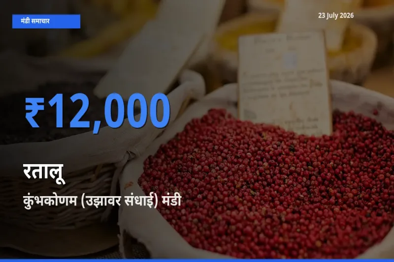 23 July अपडेट: रतालू के सबसे ऊँचे दाम कुंभकोणम (उझावर संधाई) मंडी में
