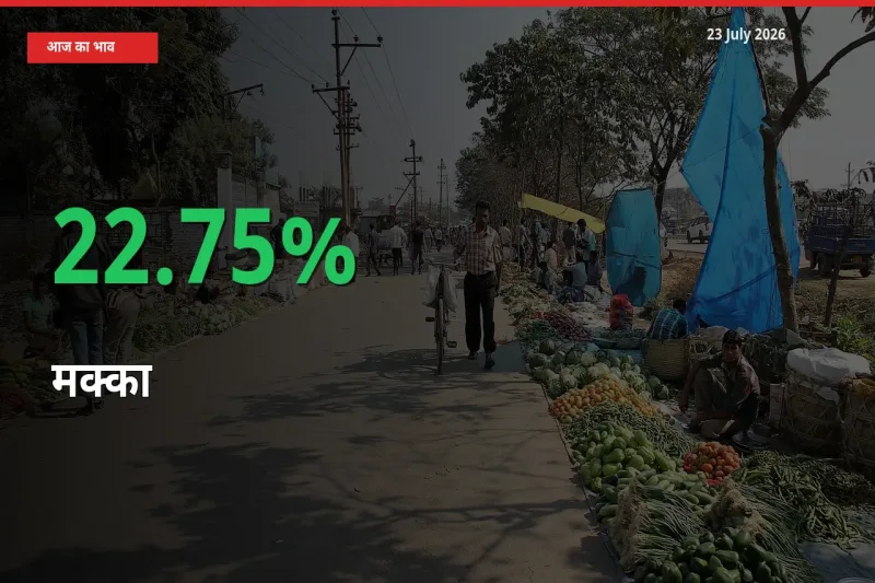 मक्का के दाम प्रमुख मंडी में 22.75% बढ़े, 24 घंटे में बड़ा बदलाव