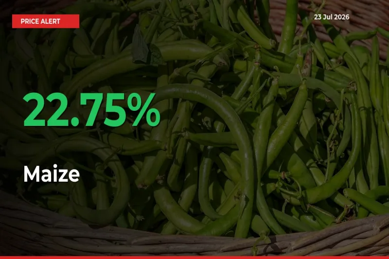 Maize Rises 22.75% at Mandis