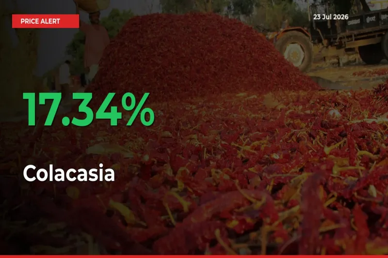 Sudden 17.34% Rally in Colacasia Prices Across Mandis
