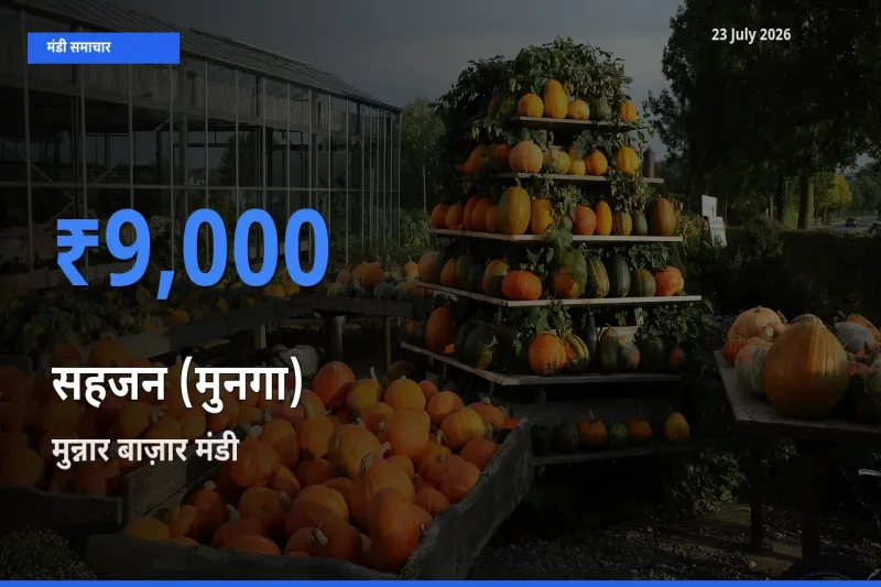 आज सहजन (मुनगा) के सबसे ज़्यादा दाम मुन्नार बाज़ार मंडी में दर्ज