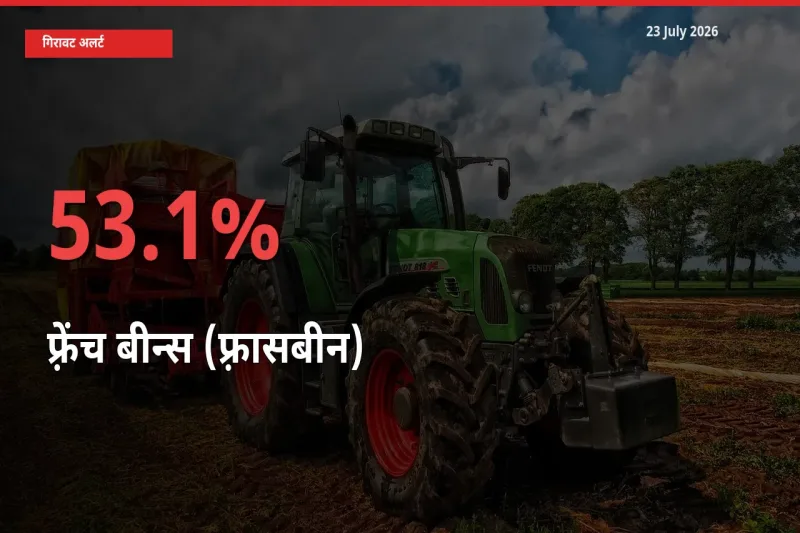 अचानक झटका! मंडी में फ़्रेंच बीन्स (फ़्रासबीन) के दाम 53.1% टूटे