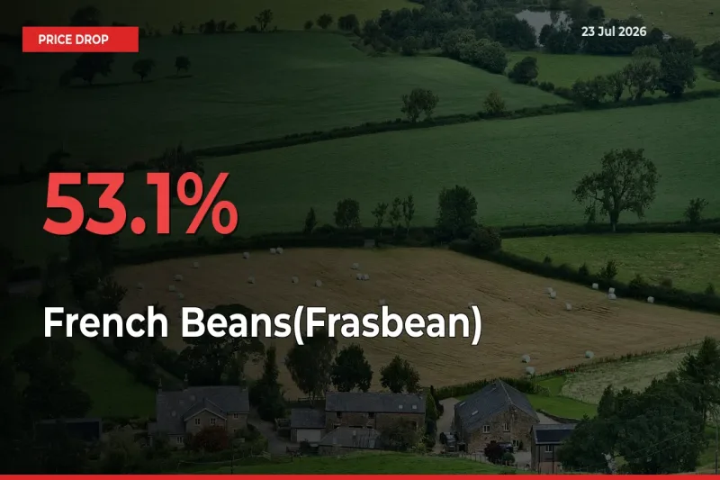 French Beans(Frasbean) Falls 53.1% at Mandis