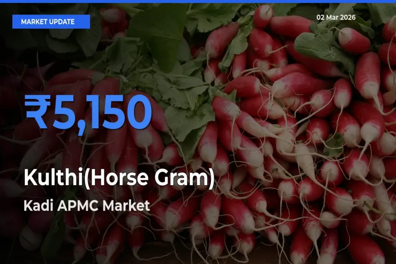 Kadi APMC Offers ₹5,150 – Highest Kulthi(Horse Gram) Rate Today