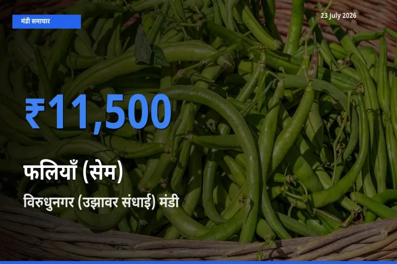 विरुधुनगर (उझावर संधाई) मंडी में आज फलियाँ (सेम) के सबसे ऊँचे दाम दर्ज