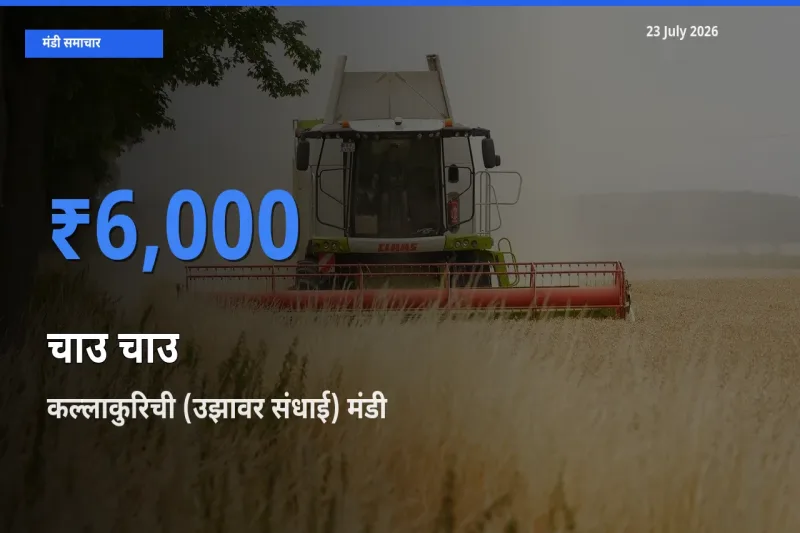 किसानों की पसंद बना कल्लाकुरिची (उझावर संधाई), चाउ चाउ के सबसे अच्छे दाम