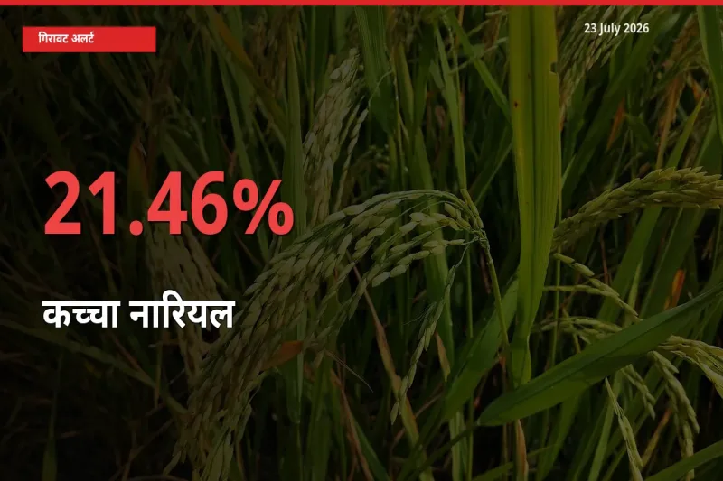 कच्चा नारियल 21.46% गिरा, मंडी