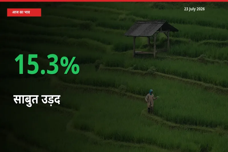 किसानों के लिए खुशखबरी! स्थानीय मंडी में साबुत उड़द 15.3% उछला