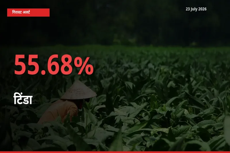 टिंडा के दाम प्रमुख मंडी में 55.68% गिरे, 24 घंटे में बड़ा बदलाव
