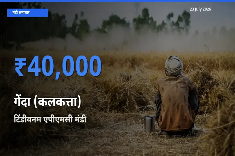 आज का मंडी भाव: गेंदा (कलकत्ता) के सबसे ज़्यादा दाम टिंडीवनम एपीएमसी में
