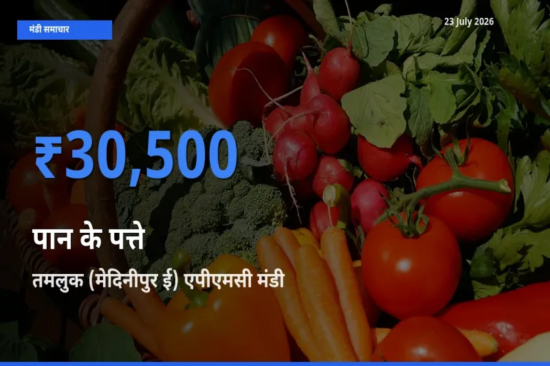 तमलुक (मेदिनीपुर ई) एपीएमसी मंडी में पान के पत्ते ₹30,500 पर पहुँचा – आज का सर्वोच्च भाव