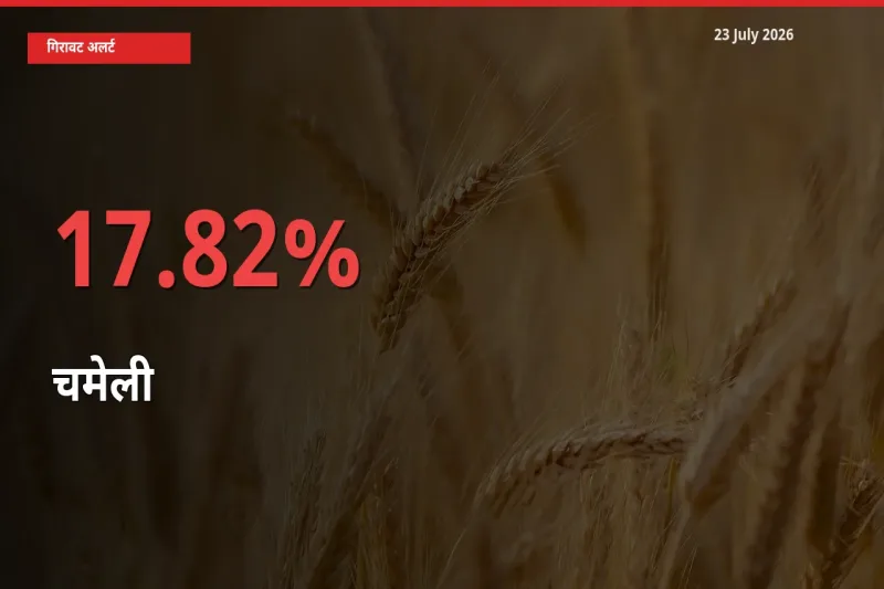 तेज़ गिरावट! मंडी में चमेली के दाम 17.82% लुढ़के