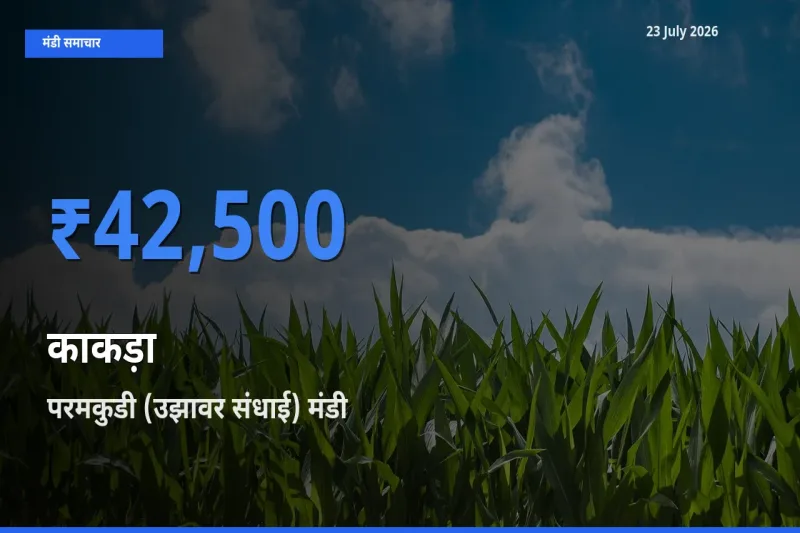 परमकुडी (उझावर संधाई) मंडी में काकड़ा ₹42,500 पर पहुँचा – आज का सर्वोच्च भाव