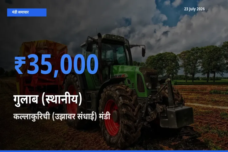 टॉप मंडी बना कल्लाकुरिची (उझावर संधाई)! गुलाब (स्थानीय) के सबसे ऊँचे दाम यहीं दर्ज