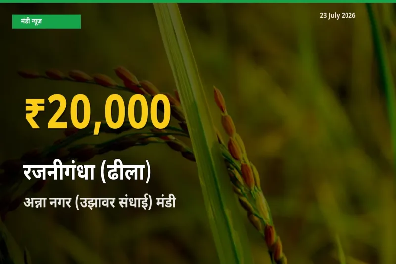 अन्ना नगर (उझावर संधाई) में रजनीगंधा (ढीला) ₹20,000 पर पहुँचा – अब तक का उच्चतम भाव