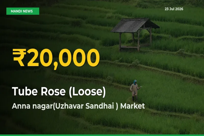 Tube Rose (Loose) Hits Fresh High in Anna nagar(Uzhavar Sandhai ) Today