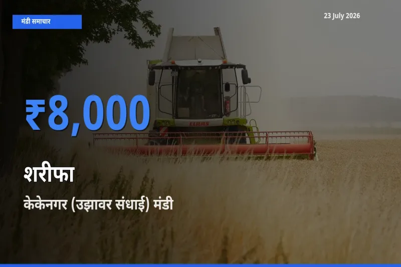 आज शरीफा के सबसे ऊँचे दाम ₹8,000 केकेनगर (उझावर संधाई) मंडी में