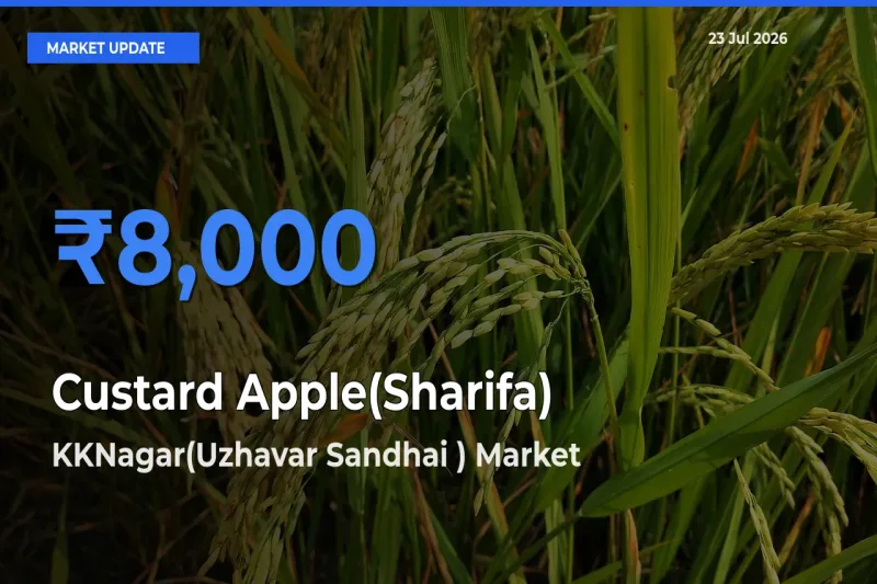 KKNagar(Uzhavar Sandhai ) Offers ₹8,000 – Highest Custard Apple(Sharifa) Rate Today