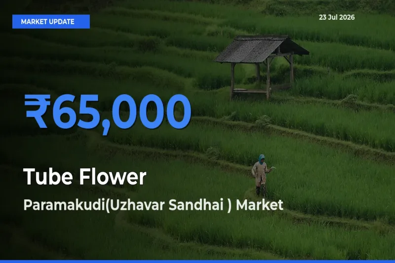 Paramakudi(Uzhavar Sandhai ) Leads as Top Mandi for Tube Flower Prices