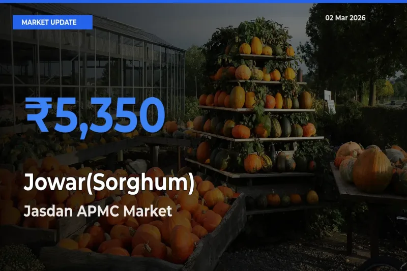 Jasdan APMC Tops Jowar(Sorghum) Rates – March 02 Market Update