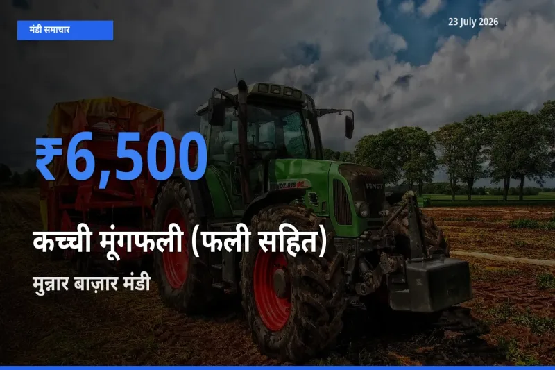 मुन्नार बाज़ार में कच्ची मूंगफली (फली सहित) का आज सबसे ऊँचा भाव