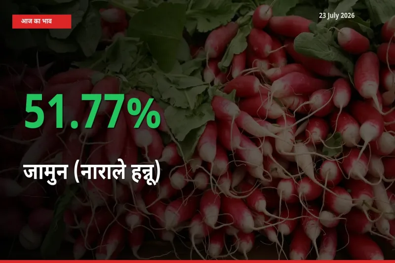 23 July अपडेट: जामुन (नाराले हन्नू) के दाम मंडी में 51.77% उछले