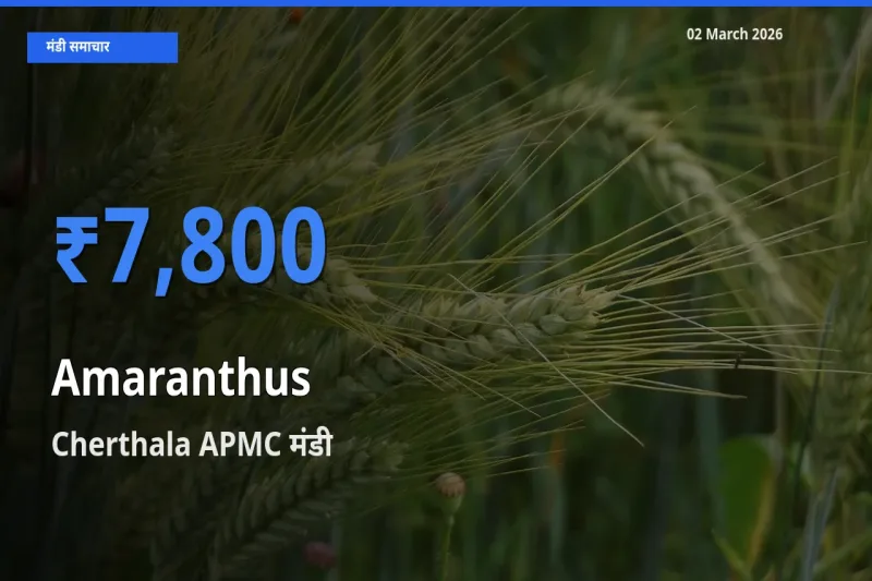 Cherthala APMC मंडी में आज चौलाई के सबसे ऊँचे दाम दर्ज