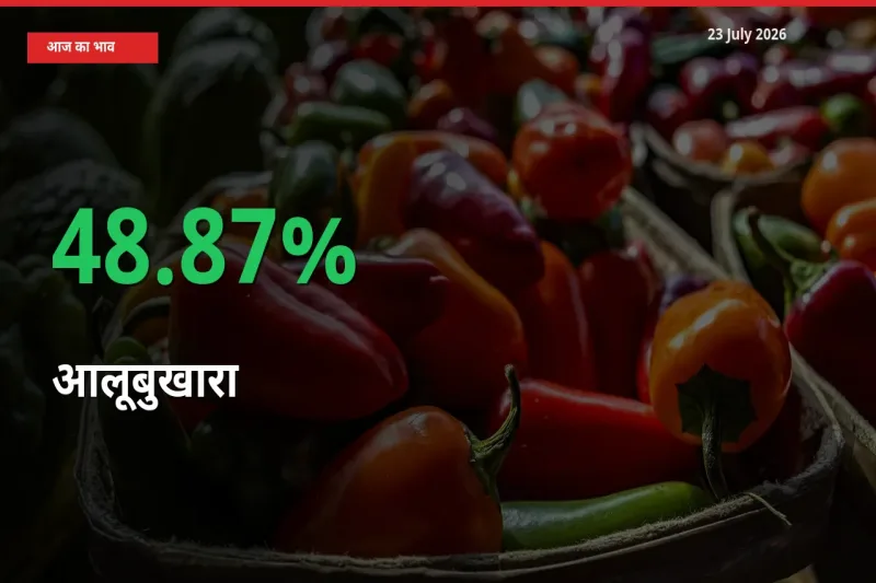 आलूबुखारा 48.87% उछला, मंडी
